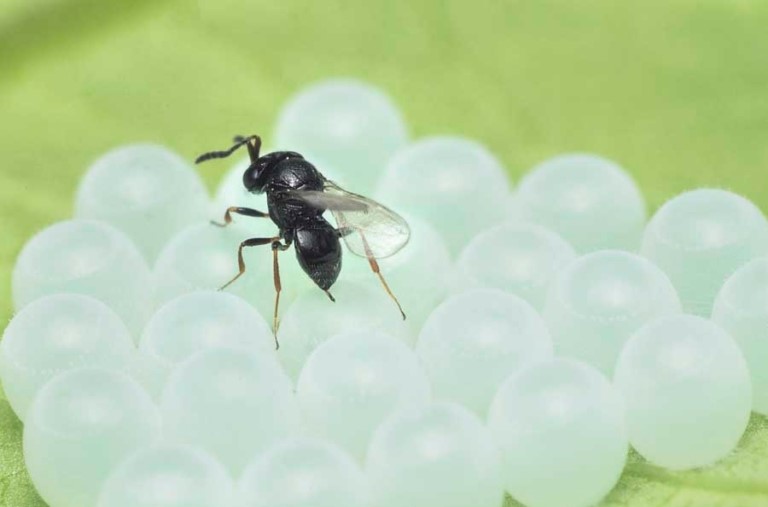 Samurai wasp on egg mass